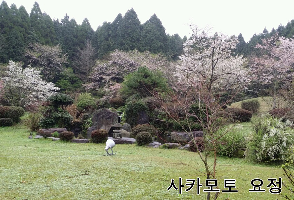 사카모토 요정